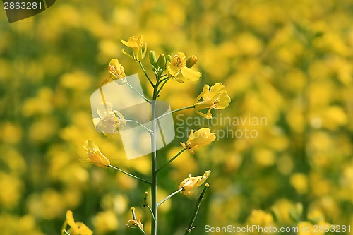 Image of Rapeseed (Brassica rapa) Plant on a Field