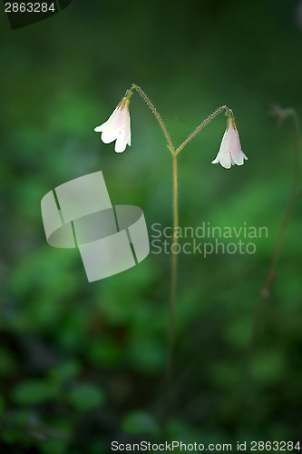 Image of Linnaea borealis (Twinflower)