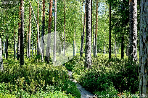 Image of Path through Green Forest at Summer