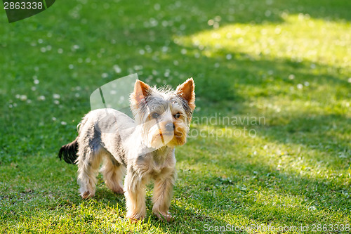 Image of Cute small yorkshire terrier