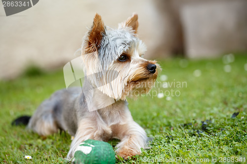 Image of Cute small yorkshire terrier