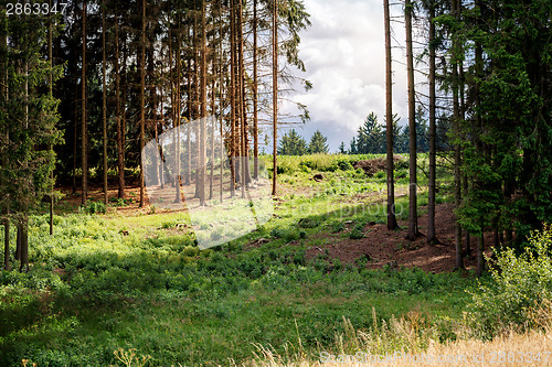 Image of rural scene with forest