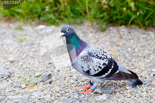 Image of Gray Dove on a ground(Pigeon) 
