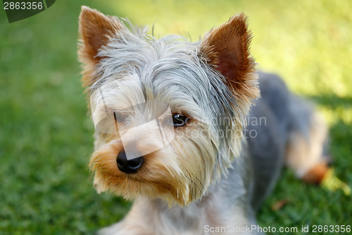 Image of Cute small yorkshire terrier