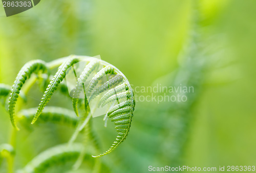 Image of Fern leaf with shallow focus