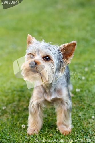 Image of Cute small yorkshire terrier