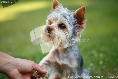 Image of Cute small yorkshire terrier