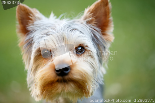 Image of Cute small yorkshire terrier