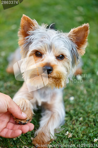 Image of Cute small yorkshire terrier