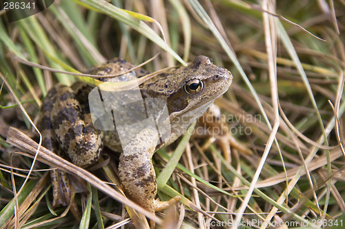 Image of Threatened Spadefoot toad