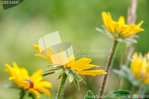 Image of sunflower