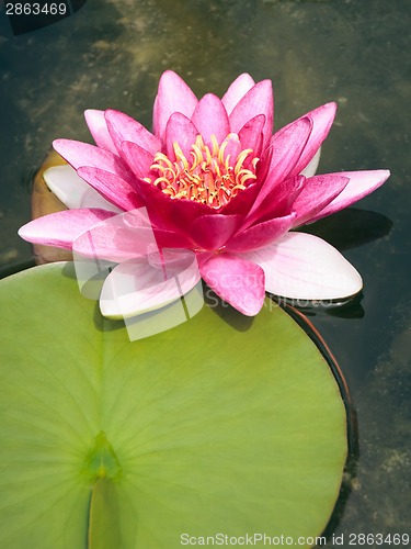 Image of pink Nymphaea