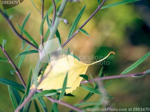 Image of foliage in plant
