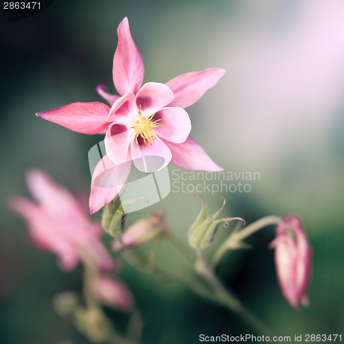 Image of pink Aquilegia