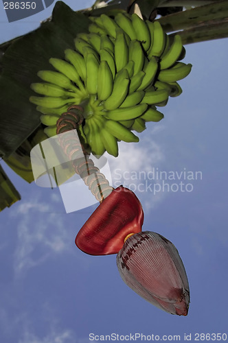 Image of Bunch of bananas