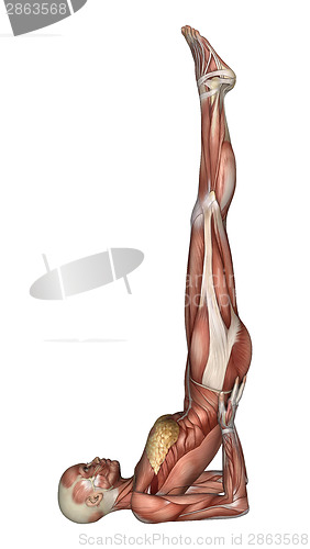 Image of Female Anatomy Figure