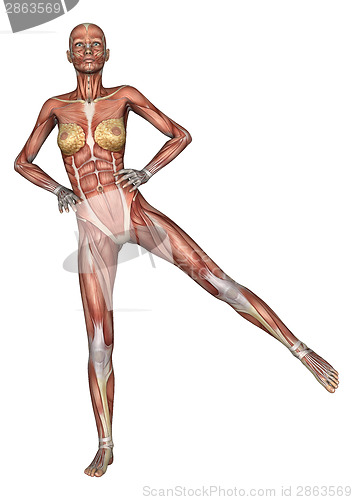 Image of Female Anatomy Figure
