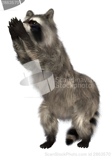 Image of Raccoon