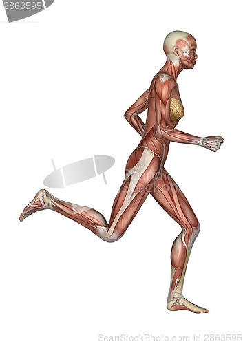 Image of Female Anatomy Figure