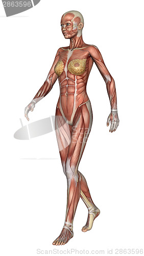 Image of Female Anatomy Figure