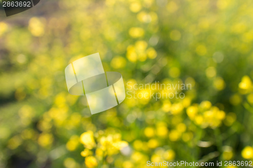 Image of flowers background with natural bokeh