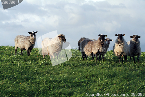 Image of Sheeps