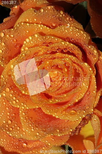 Image of Rose