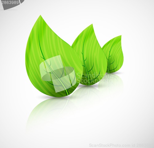 Image of Green leaves