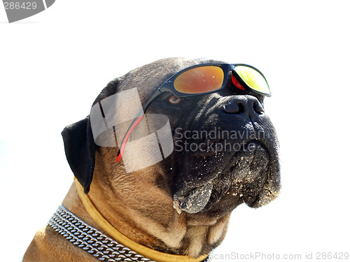 Image of Portrait of the bulldog in sunglasses. Isolated.