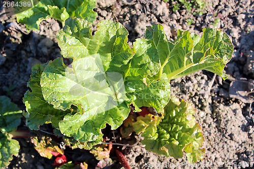 Image of Young sprouts of a rhubarb in the spring