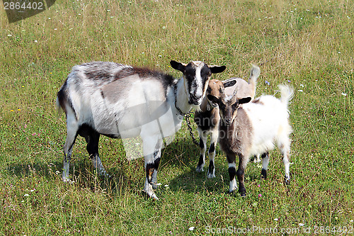 Image of Goat and kids on a pasture