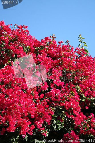 Image of Bougainvillea