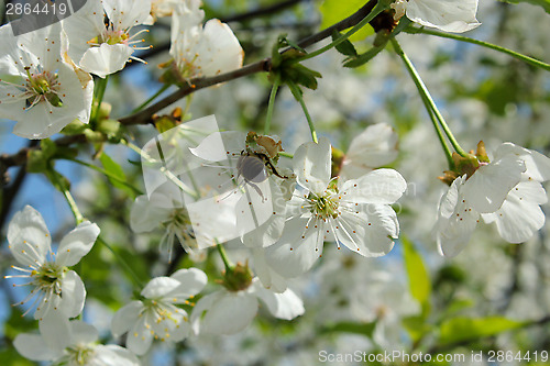 Image of branch of blossoming cherry