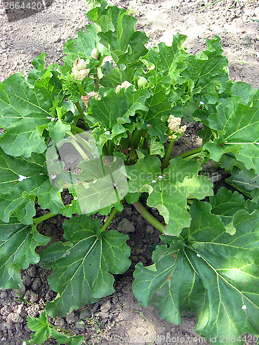 Image of Bush of rhubarb