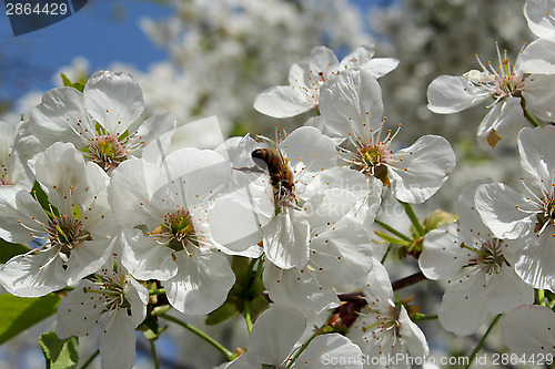 Image of branch of blossoming cherry