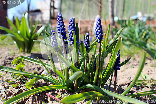 Image of Some beautiful blue flowers of muscari