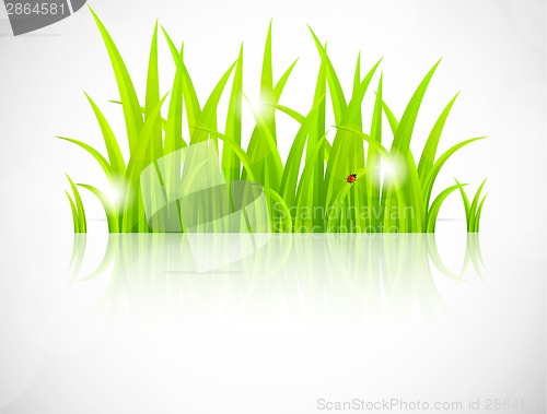 Image of Green grass