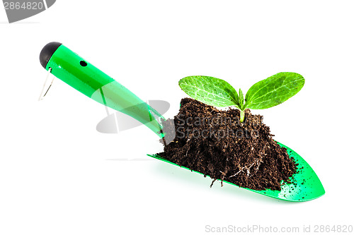 Image of Young plant on gardening tool