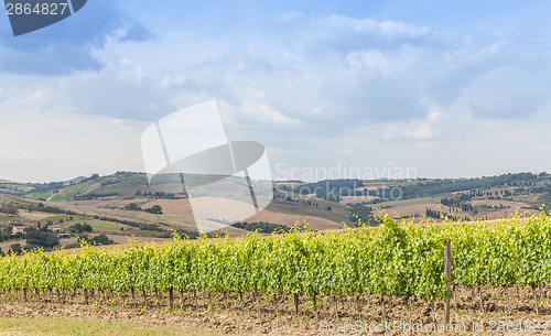 Image of Tuscan wineyard