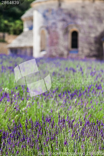 Image of Lavander field