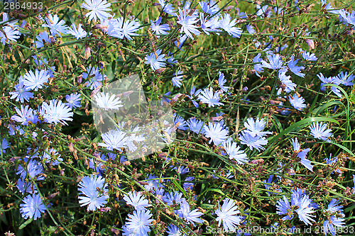 Image of blue flower of Cichorium