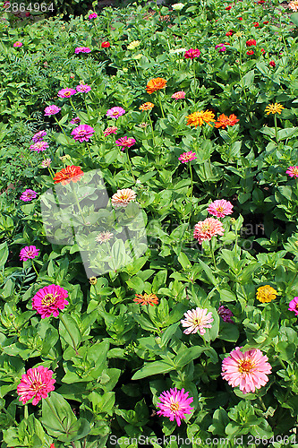 Image of Bed from fine red zinnia