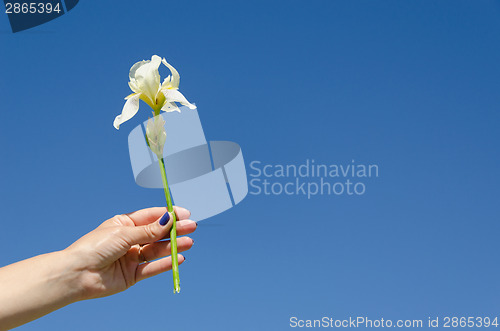 Image of iris flower in woman hand on blue sky background 