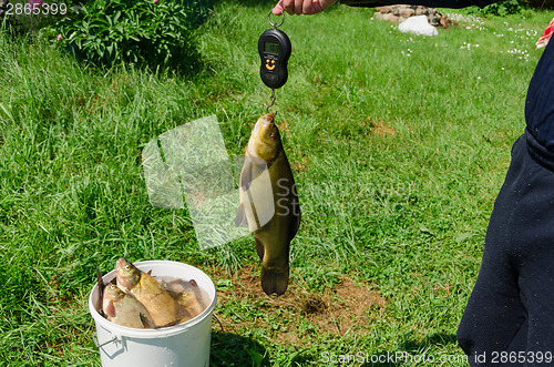 Image of fisher weighs shiny big tench fish 