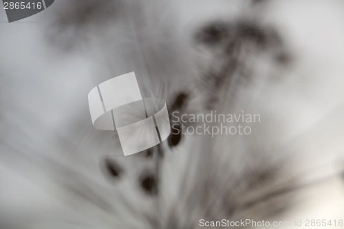 Image of Flowers and Sun