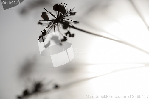 Image of Flowers and Sun