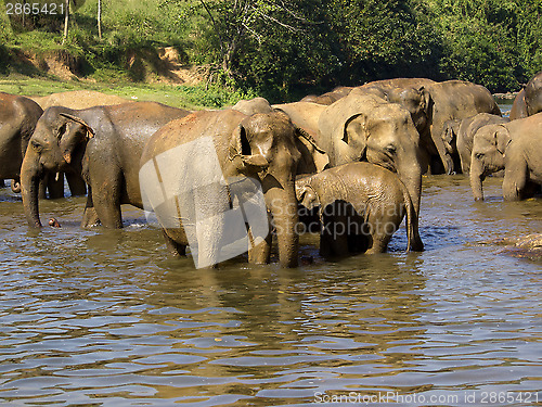 Image of Elephant bathing at the orphanage