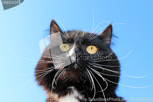 Image of black cat with white tie