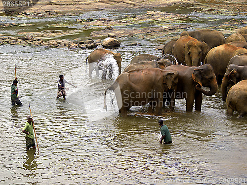 Image of Elephant bathing at the orphanage