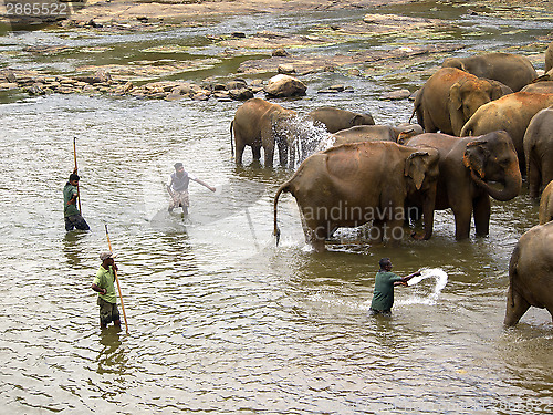 Image of Elephant bathing at the orphanage